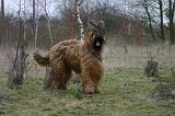 BRIARD 270